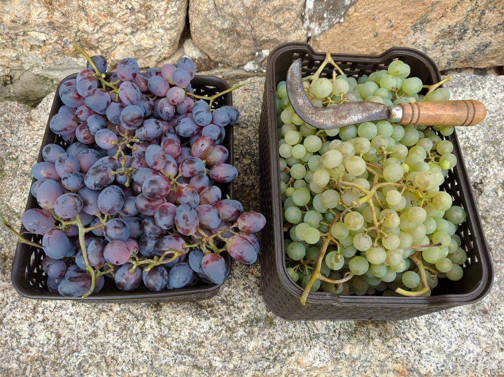 vendemmia 2017 raccolta