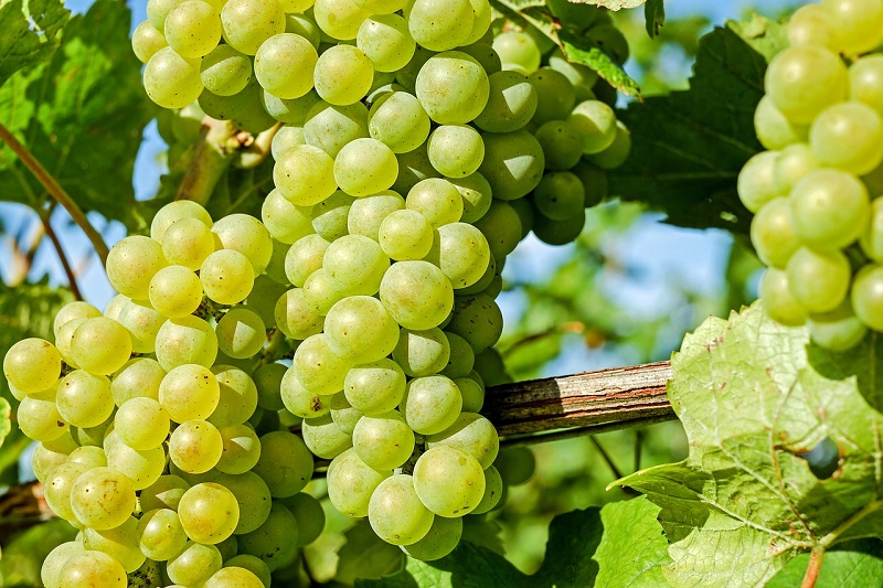 vino dei santi uva
