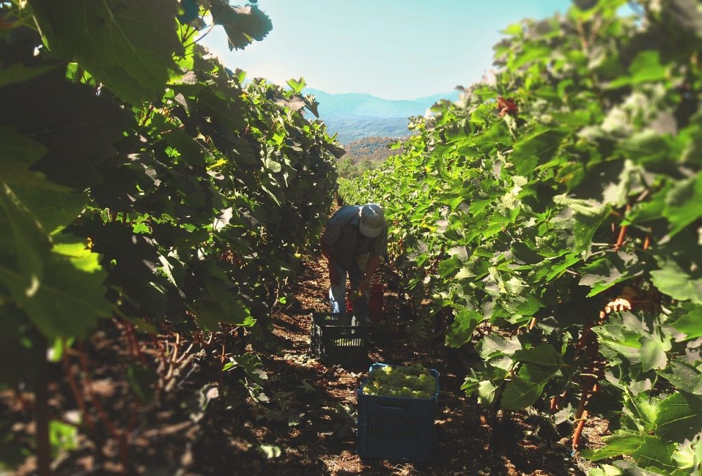 vendemmia 2017 - vigneto