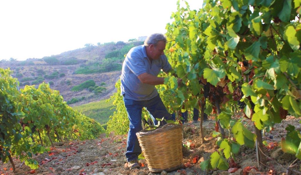 vendemmia 2017 raccolta-uva