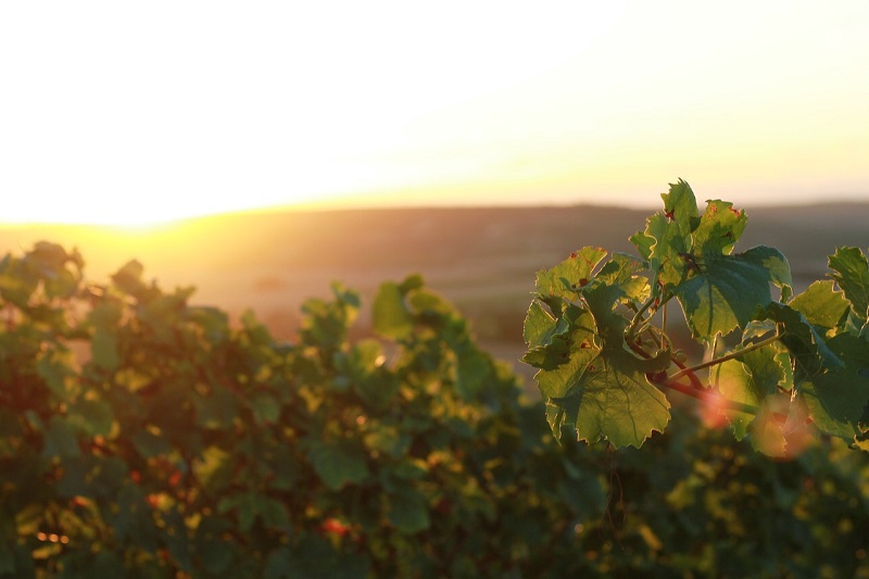 di gavi in gavi vigna-tramonto