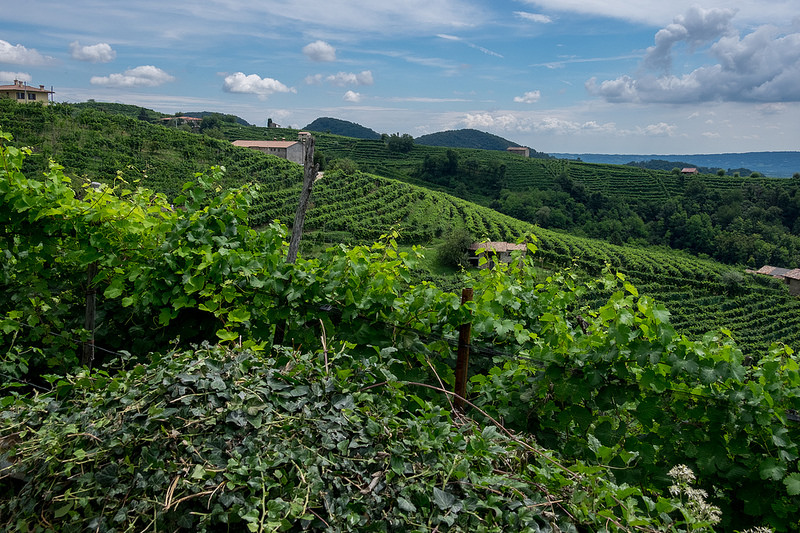 Prosecco nell'Unesco colline valdobbiadene