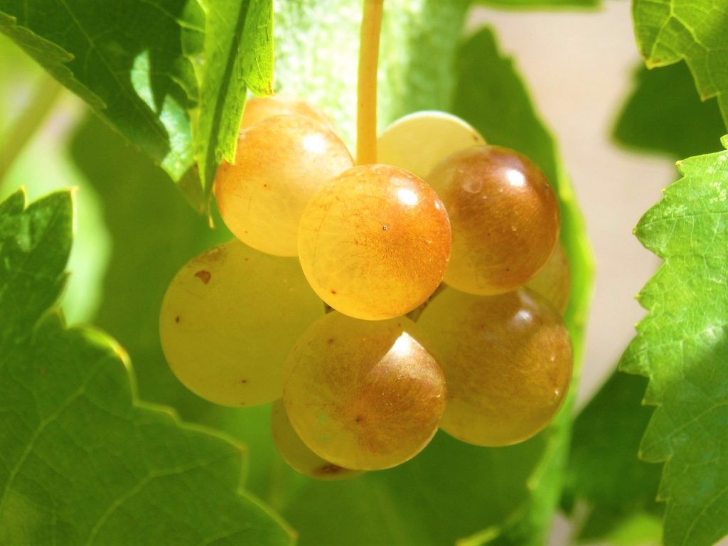 Guida al vino Vegano - Uva generico