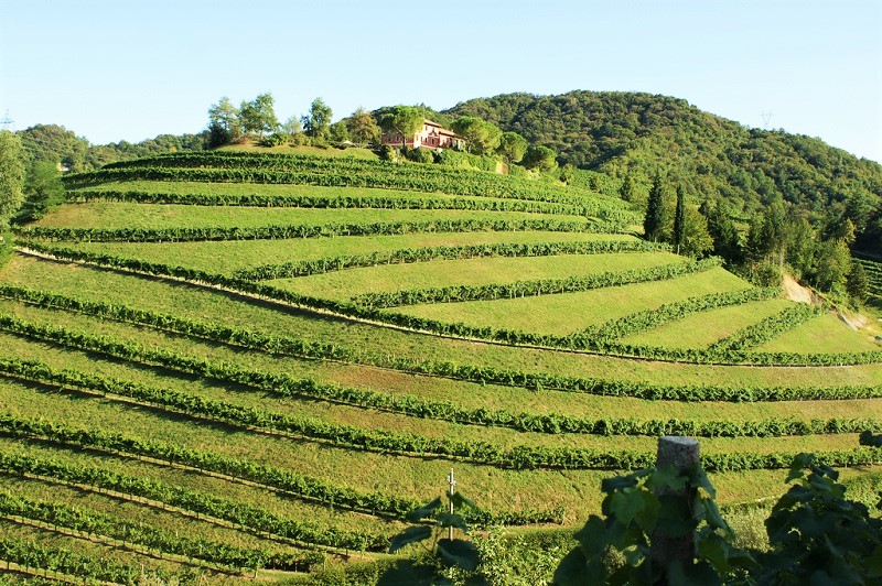 vigneti storici - vigneto in valdobbiadene