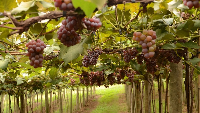 viticoltura in Italia vigna-uva