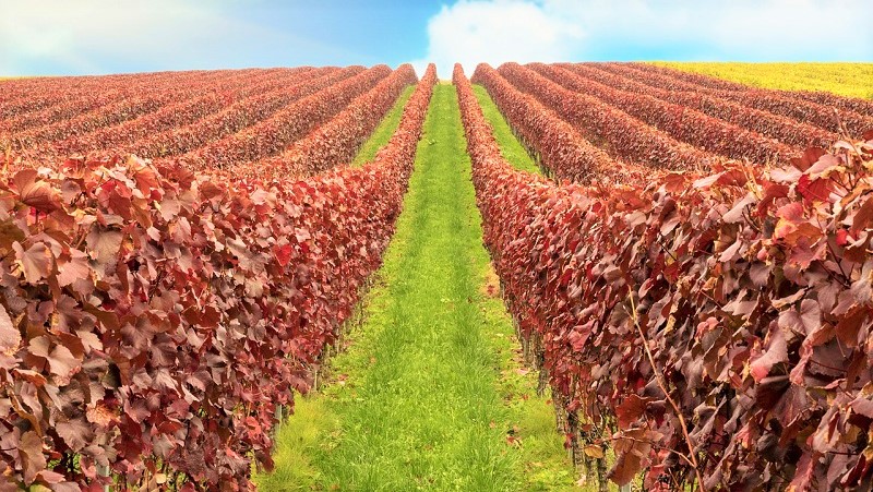 Cantine Aperte a San Martino Sicilia