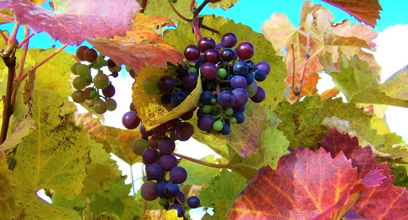 Cantine Aperte a San Martino Campania