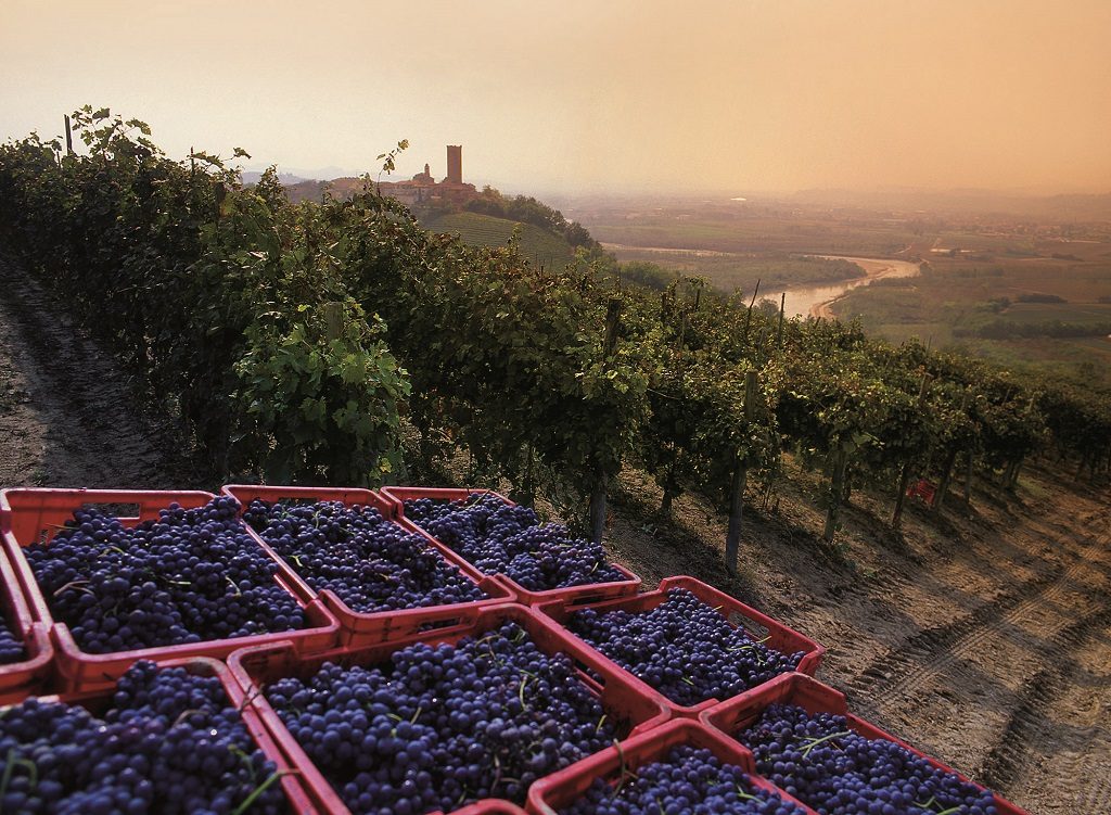 grapes in town vendemmia-piemonte