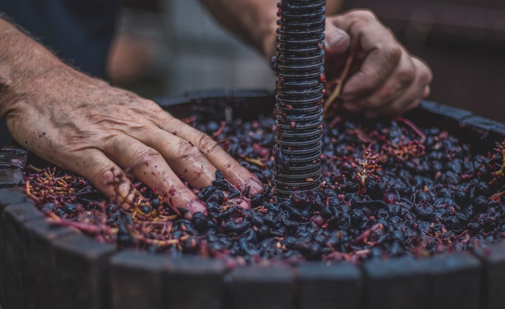 vendemmia 2017 uva-vino