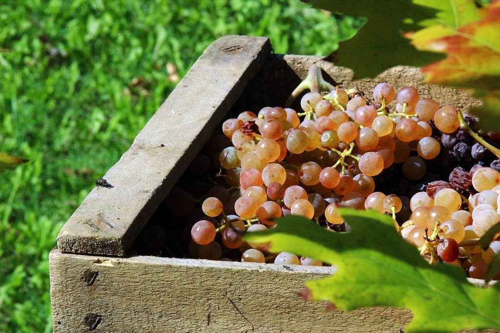 vendemmia 2017 assoenologi