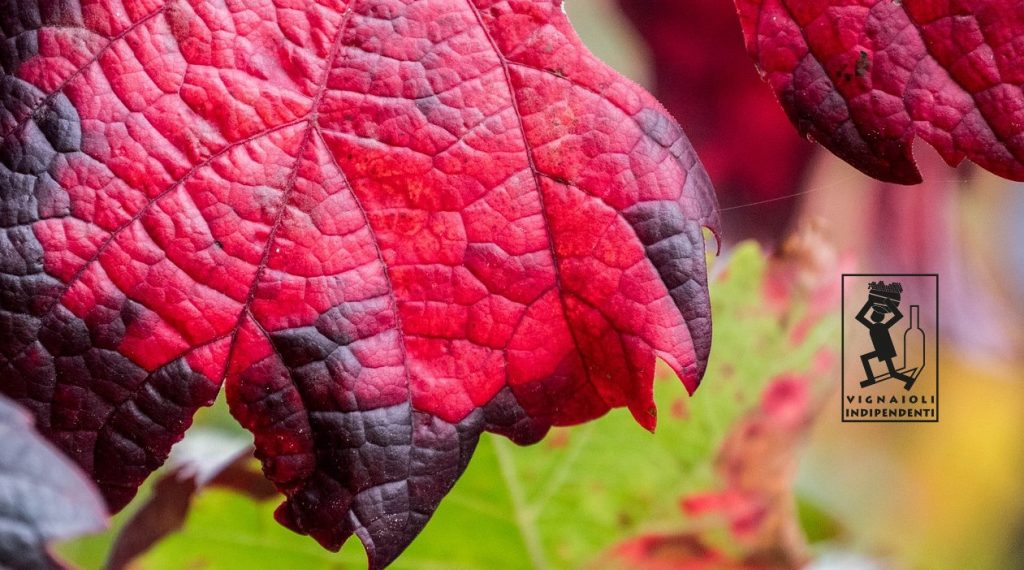 Vignaioli Indipendenti piacenza