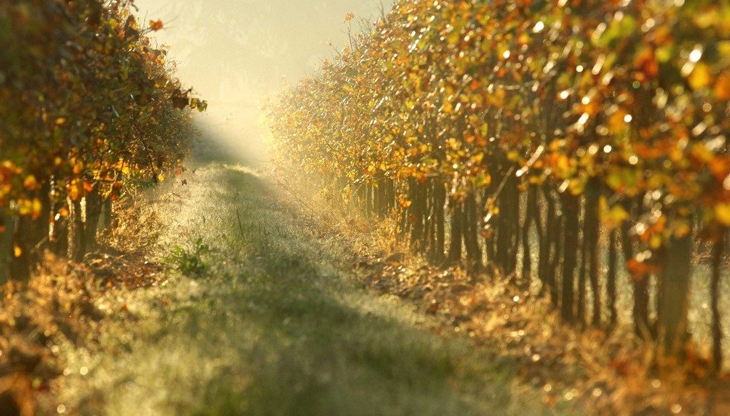 Cantine Aperte a San MArtino franciacorta