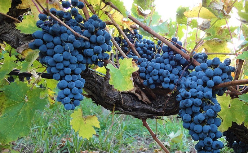 Top 100 vini Wine Enthusiast Nebbiolo