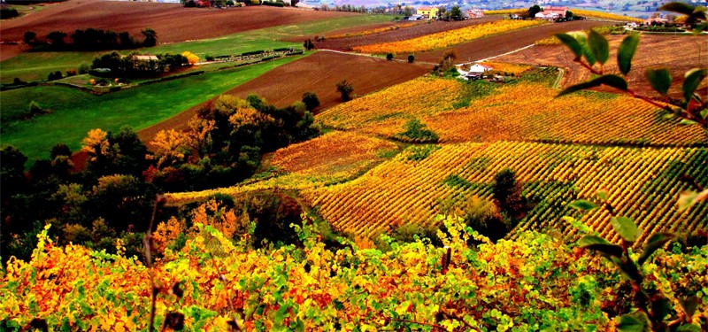 strade del vino marche