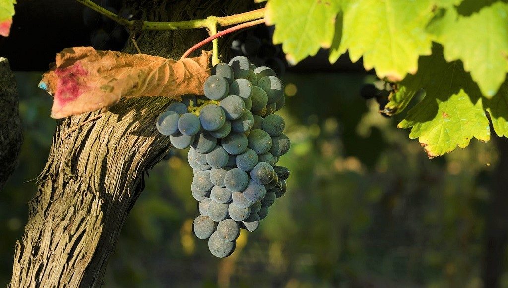 Cantine Aperte a San MArtino Abruzzo