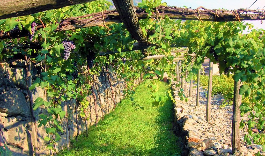 Strada dei Vini Eroici vigneti-donnas