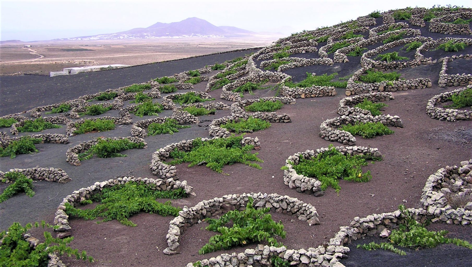 vini eroici lanzarote