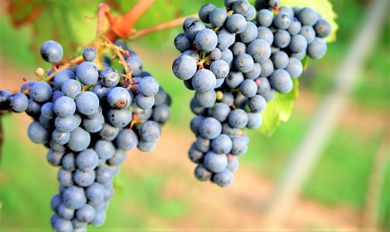 montepulciano-uva-generico