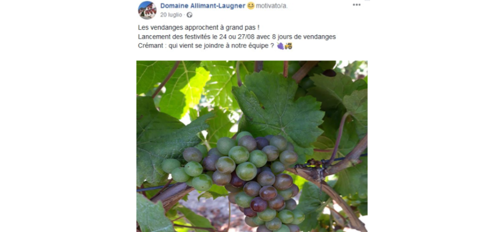  vendemmia 2018 alsazia4