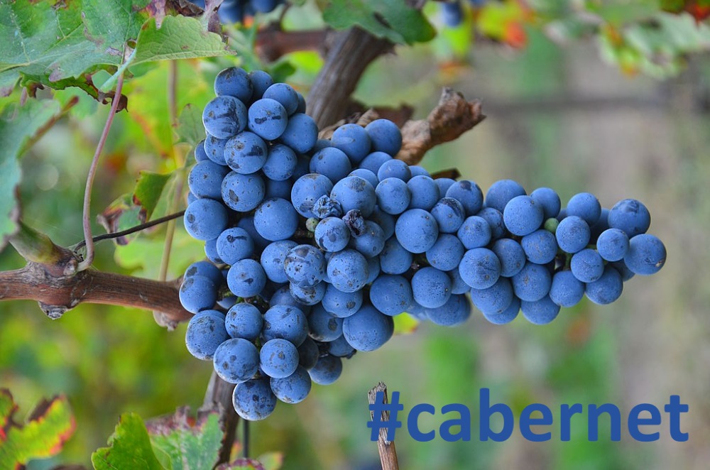 cabernet