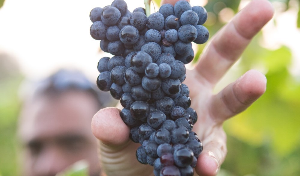 vendemmia 2018 raccolta