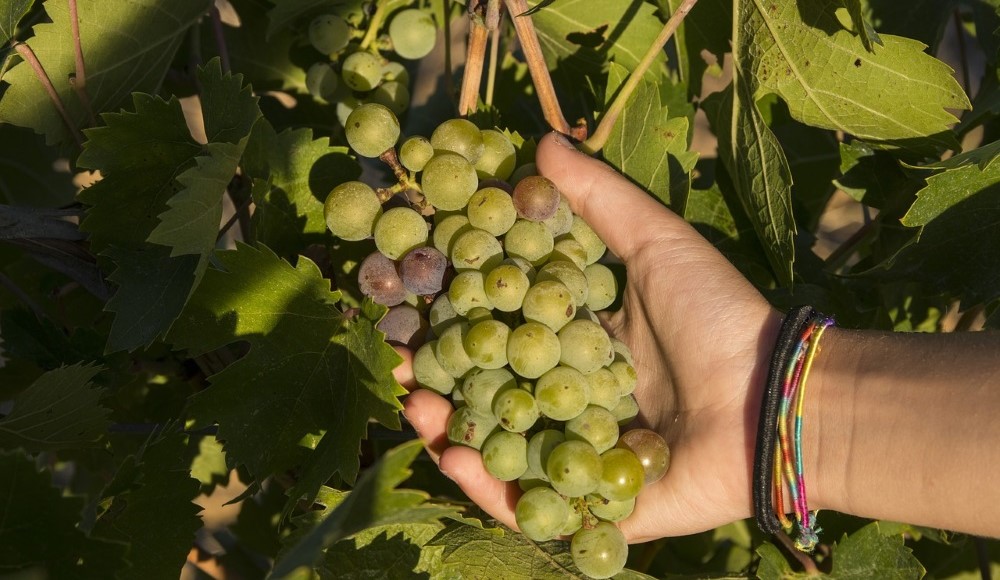 vendemmia 2018 -lavoratori