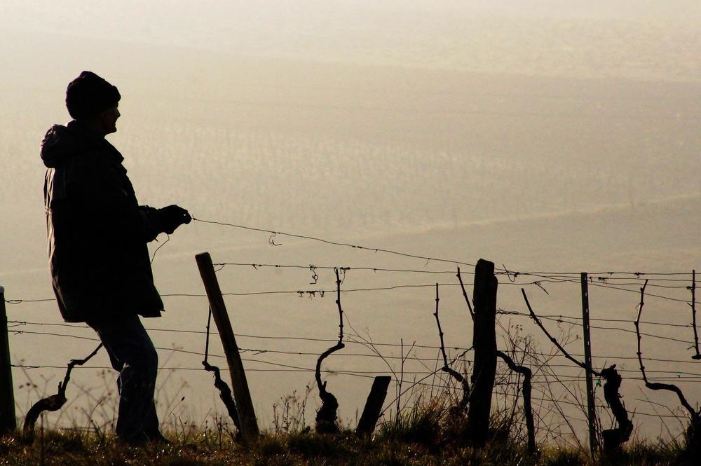 Vigneti Eroici e Storici