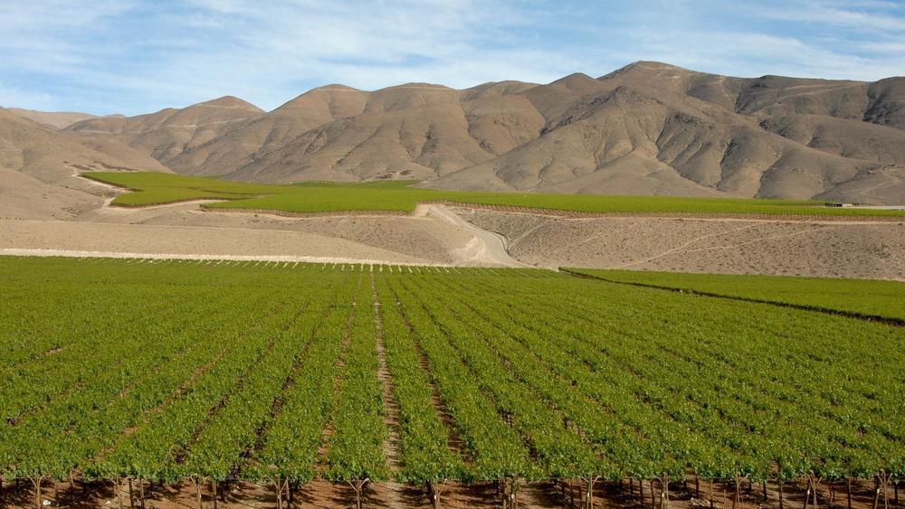 vigneti ecosistema chile