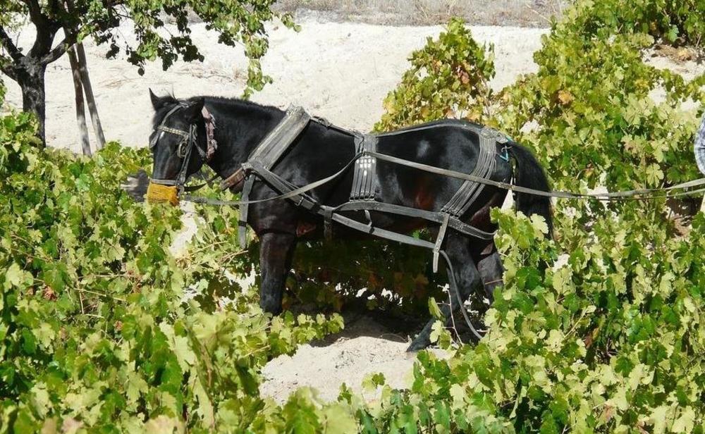 animali e vigne